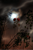 Have you Tried Gardening by the Moon?